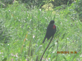 Black bird